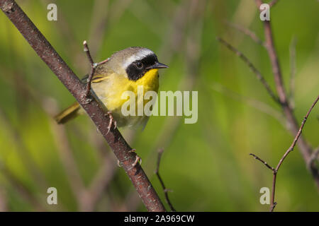 Männliche gemeinsame Wisoconsin yellowthroat im Norden. Stockfoto