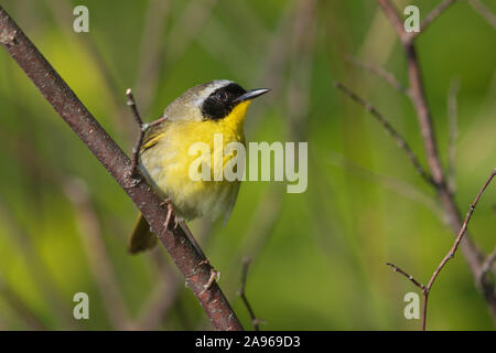 Männliche gemeinsame Wisoconsin yellowthroat im Norden. Stockfoto