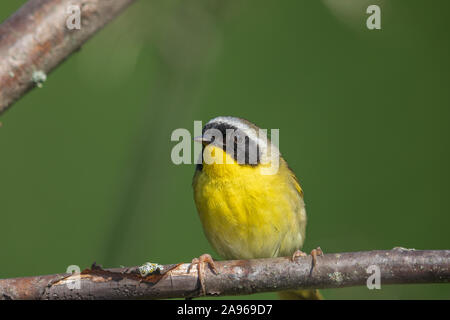 Männliche gemeinsame Wisoconsin yellowthroat im Norden. Stockfoto