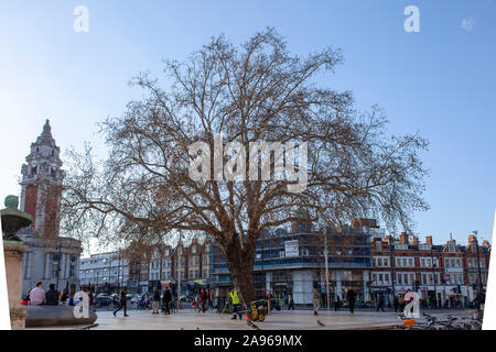 Die Tate Ebene im Frühjahr, eine Londoner Platane (Platanus x Hispanica), Windrush Square, Brixton, London SW 9. Stockfoto