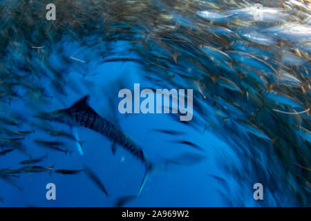 Gestreiften marlin Jagd in Sardine run Köder Ball in Pacific ocean blue water Baja California Sur Stockfoto