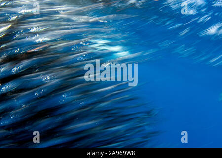 Gestreiften marlin Jagd in Sardine run Köder Ball in Pacific ocean blue water Baja California Sur Stockfoto