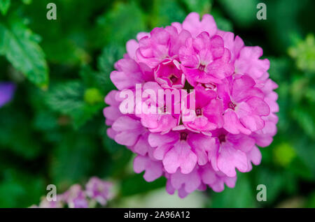 Makro Rosa Hortensien Blumen im Garten. Stockfoto
