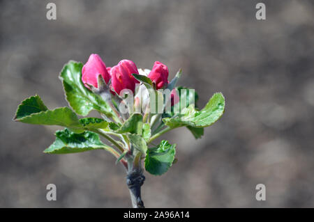 In der Nähe von Rosa & Weiß 'Freigebiges' Kochen Apple Blossom Flowers im Obstgarten an RHS Garden Harlow Carr, Harrogate, Yorkshire. England, Großbritannien Stockfoto