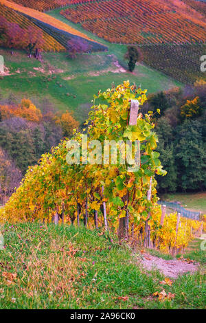Weinberge im Herbst in Slowenien nahe der Grenze zu Österreich im Süden der Steiermark. Stockfoto