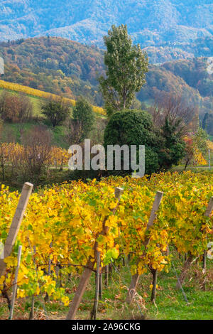 Weinberge im Herbst in Slowenien nahe der Grenze zu Österreich im Süden der Steiermark. Stockfoto