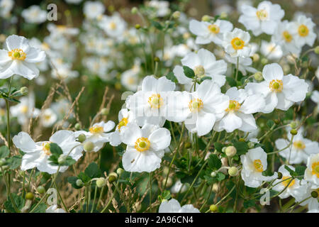 Herbst-Anemone (Anemone × hybrida 'Honorine Jobert') Stockfoto