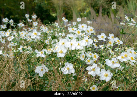 Herbst-Anemone (Anemone × hybrida 'Honorine Jobert') Stockfoto