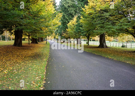 Thuja plicata Avenue in Dublins Farmleigh Estate. So, nachdem die Reihe der Western Cedar Bäume benannt (Thuja plicata) entlang der Avenue 1877 gepflanzt. Stockfoto