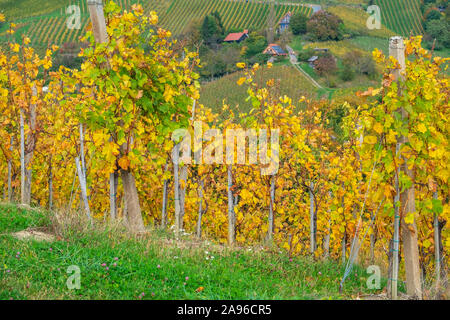 Weinberge im Herbst in Slowenien nahe der Grenze zu Österreich im Süden der Steiermark. Stockfoto