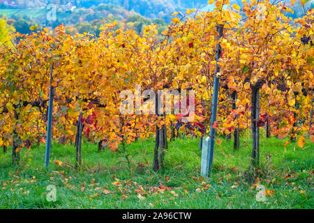 Weinberge im Herbst in Slowenien nahe der Grenze zu Österreich im Süden der Steiermark. Stockfoto