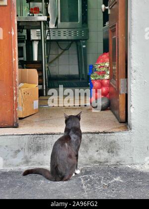 Hungrige Katze sitzt vor einem Küche Tür Stockfoto