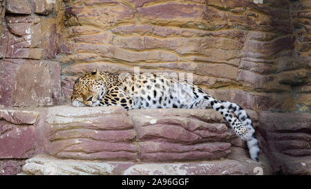 Leopard schläft auf einem Felsen während der Hitze Stockfoto