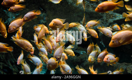 Floating Herde von gelben Fisch im Aquarium Stockfoto