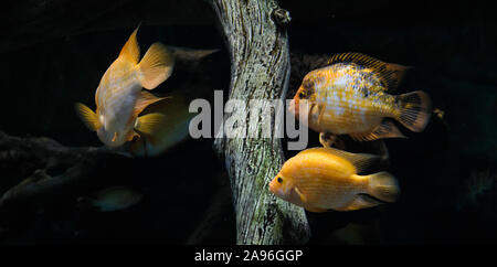 Floating Herde von gelben Fisch im Aquarium Stockfoto