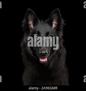 Portrait von Groenendael Belgischer Schäferhund neugierigen Blick auf Isolierte schwarze Hintergrund Stockfoto