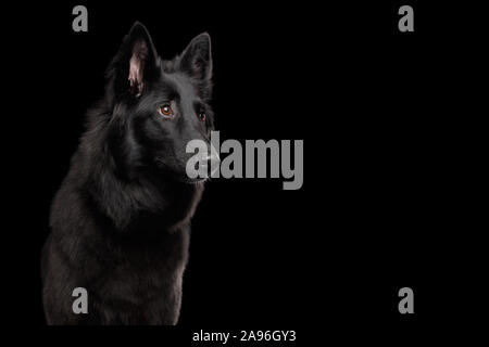 Portrait von Groenendael Belgischer Schäferhund neugierig Anstarren, auf Isolierte schwarze Hintergrund Stockfoto