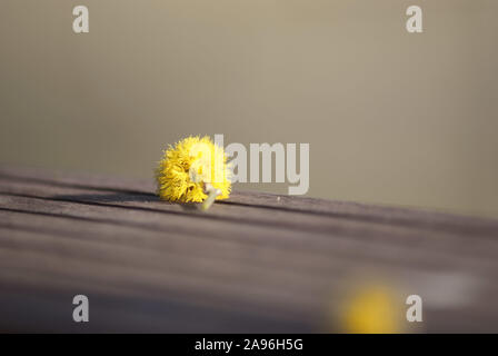 Akazienblüten, gefallenen und ruhen auf einer hölzernen Geländer Stockfoto