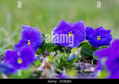 Blaue Veilchen im Frühling Garten Stockfoto
