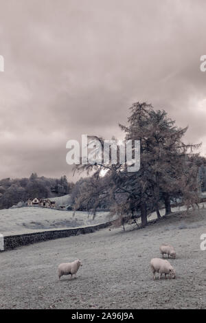 Drei Schafe grasen in einer frostigen Bereich im englischen Lake District. Es ist ein großes, weißes Haus in der Ferne hinter einer niedrigen Mauer aus Stein. Stockfoto