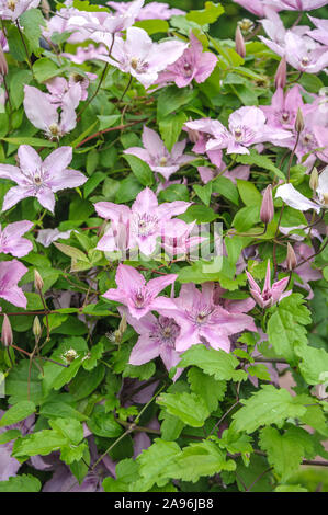 Waldrebe (Clematis 'Hagley Hybrid') Stockfoto