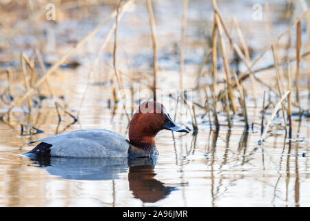 Gemeinsame pochard schwimmt auf einem Spring Lake Stockfoto