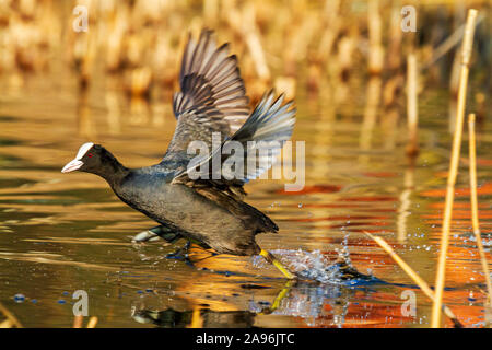 Blässhuhn verläuft entlang dem Wasser breitet seine Flügel Stockfoto