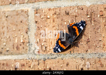 Red Admiral Schmetterling, Vanessa Atalanta, ruht auf einem braunen Wand Stockfoto