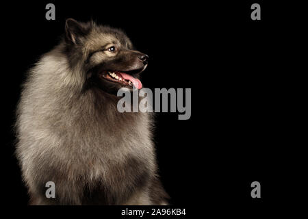 Portrait von Furry Keeshond Hund an der Seite auf isolierte schwarze Hintergrund Stockfoto