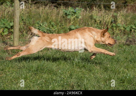 Gelben Labrador Retriever Hund läuft Stockfoto