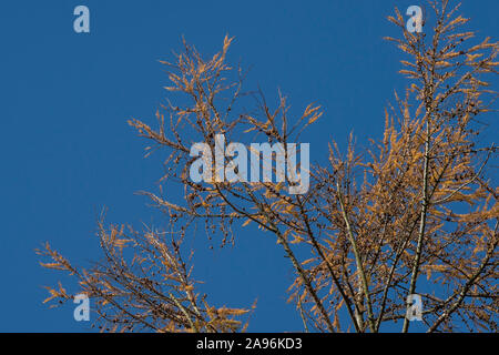 Lärche im Winter, Larix decidua Stockfoto