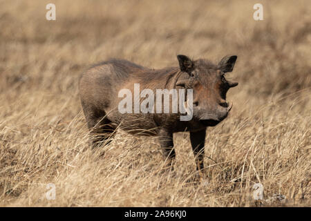 Gemeinsame Warzenschwein eyeing Kamera von langen Gras Stockfoto