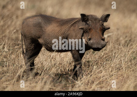 Gemeinsame warzenschwein Augen Kamera von langen Gras Stockfoto