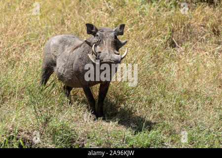 Gemeinsame Warzenschwein steht beobachten Kamera in langen Gras Stockfoto