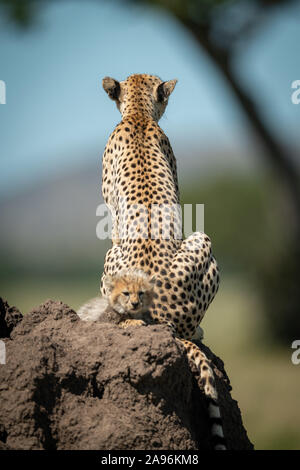 Cub hinter Cheetah auf termite Damm sitzen Stockfoto