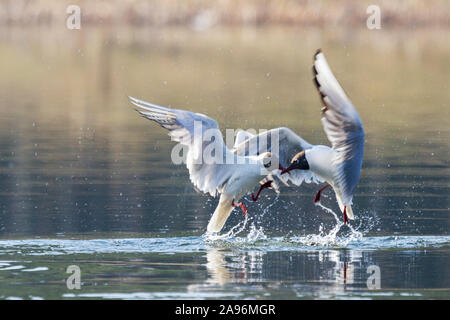 Möwen auf einem Spring Lake Kampf im Flug Stockfoto