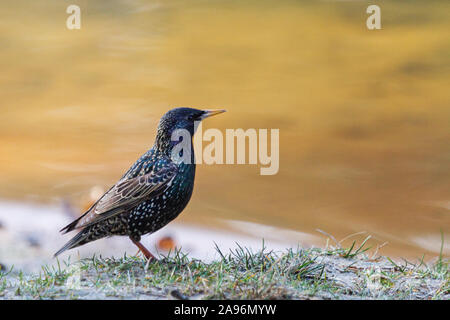 Starling auf dem See liegt wunderschön auf dem Gras Stockfoto