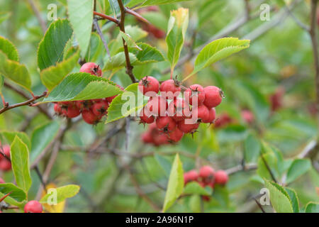 Der pflaumenblättriger Weißdorn (Crataegus × persimilis Lena') Stockfoto