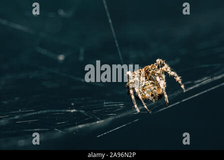 Eine Spinne im Freien in der UK, saß auf seiner Website mit einem dunklen Hintergrund Stockfoto