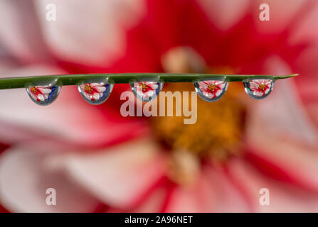 Wassertropfen auf einem Grashalm mit einer Blume Hintergrund Brechung Stockfoto