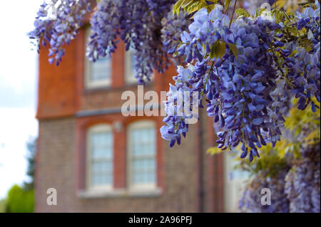 Chinesische Glyzine (Wisteria sinensis) in einen Englischen Garten im Frühling. East Grinstead, Großbritannien. Stockfoto