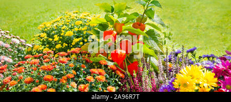 Blumen im Garten - Herbst Stockfoto