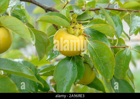 Kalkipflaume (diospyros Kaki 'Vainiglia') Stockfoto