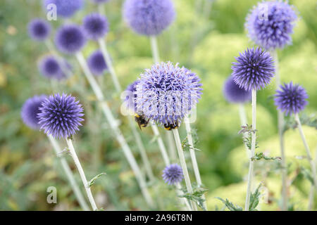 Kugeldistel (Echinops ritro 'Veitch Blau') Stockfoto