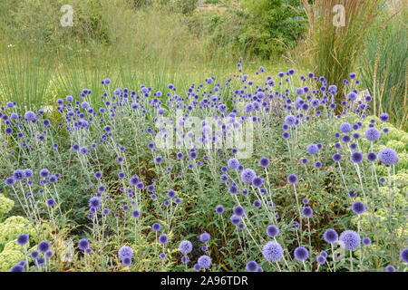 Kugeldistel (Echinops ritro 'Veitch Blau') Stockfoto