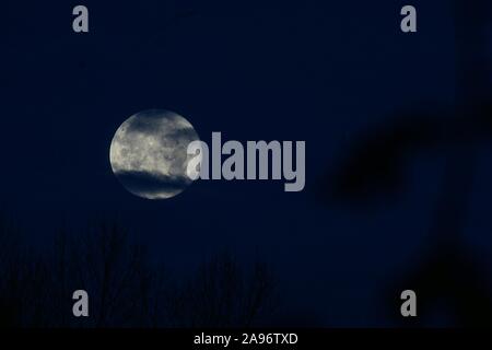 Seaton Burn, Northumberland, Großbritannien, 13. November 2019, November Full Moon wurde als die Gänse - Mond, die Frost Moon und vielleicht die bekanntesten, die vollständige Biber Mond bekannt. Quelle: David Whinham/Alamy leben Nachrichten Stockfoto