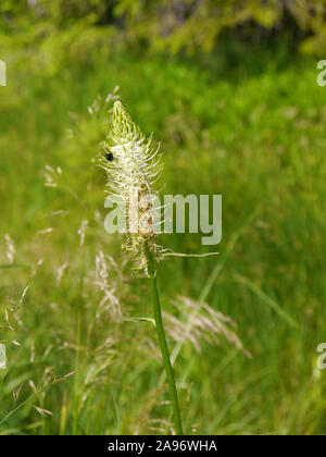 Phyteuma spicatum ährentragend Rapunzeln, Stockfoto