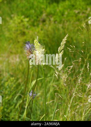 Mit plateausohle Rapunzeln, Phyteuma spicatum mit weißen und blauen Farben Stockfoto