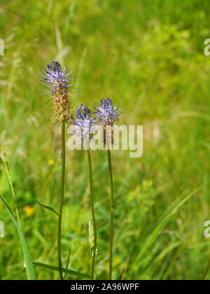 Rapunzeln, Phyteuma Stockfoto