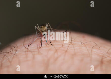 Makro - Bild einer Mücke auf einem menschlichen Knie Blut saugen Stockfoto